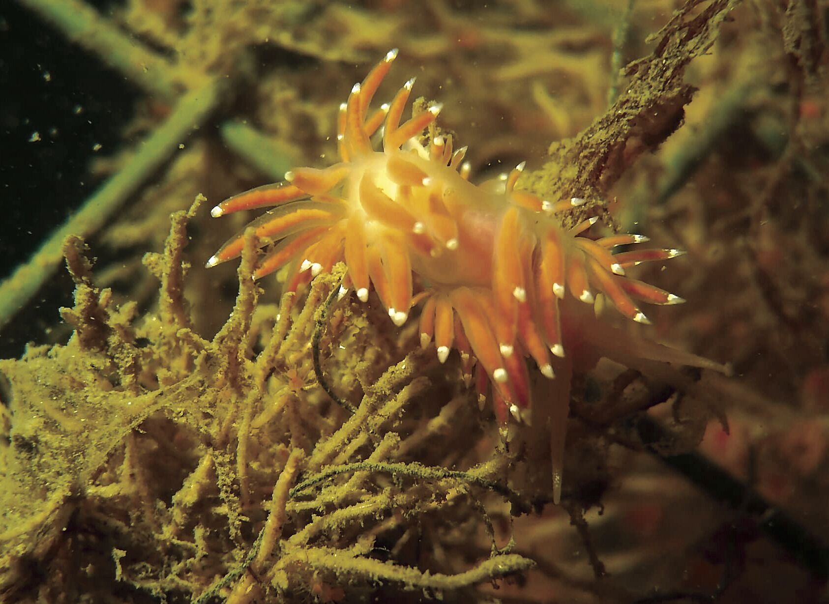 aquaticspecialties_007.JPG